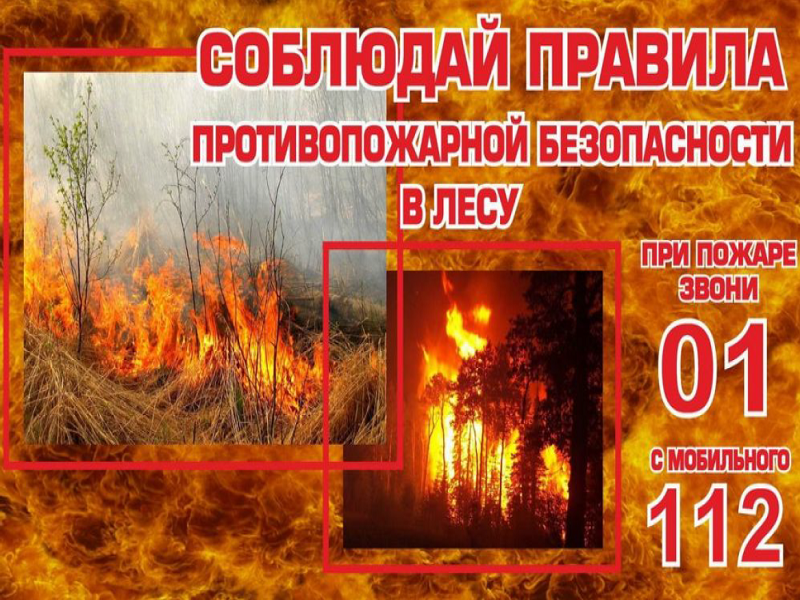 ЛЕС - НАШЕ БОГАТСТВО.